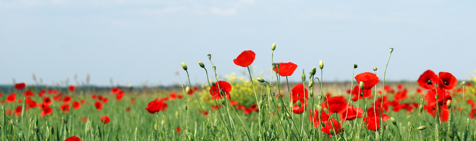 Remembrance Day Flag Protocol